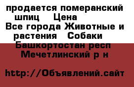 продается померанский шпиц  › Цена ­ 35 000 - Все города Животные и растения » Собаки   . Башкортостан респ.,Мечетлинский р-н